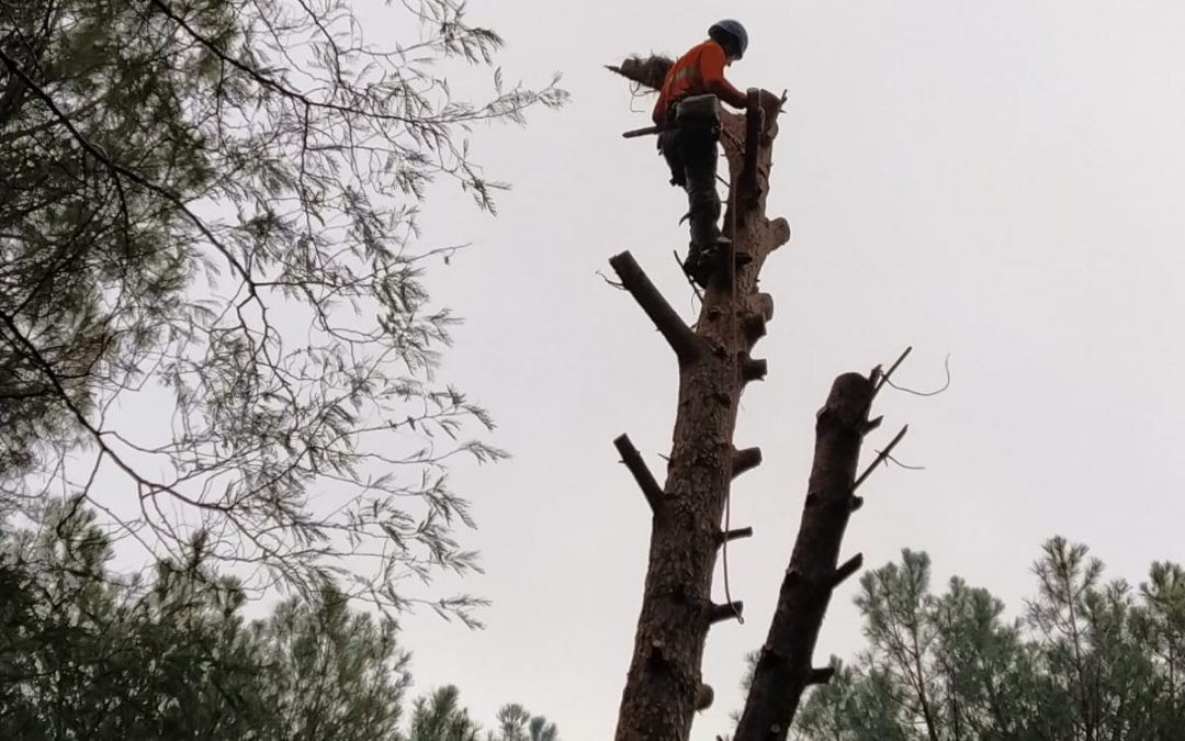 Podas y talas varias foto 23