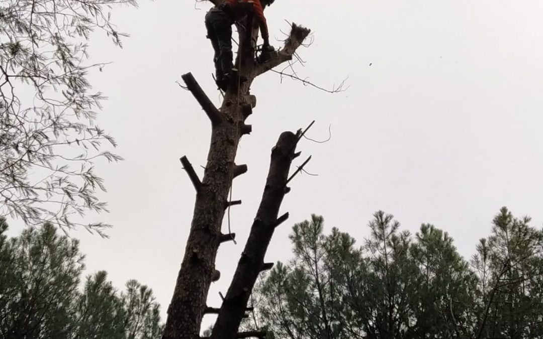 Podas y talas varias foto 22