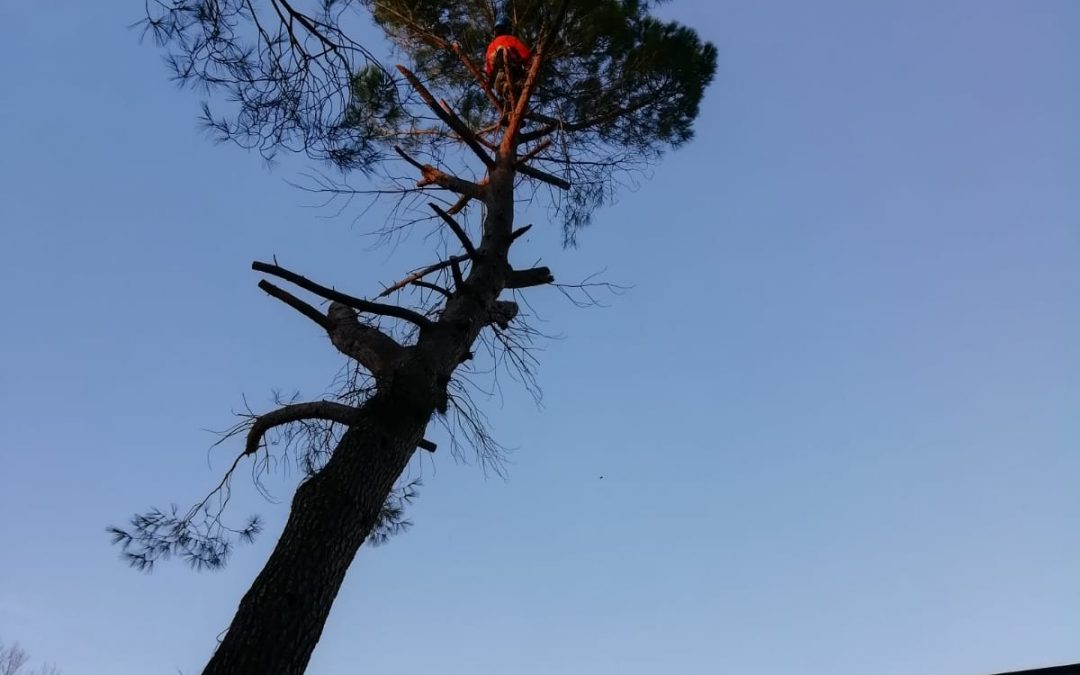 Podas y talas varias foto 21