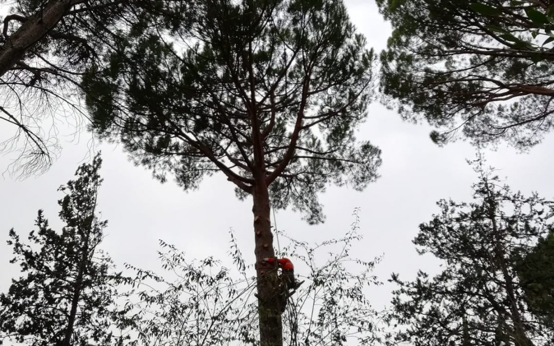 Podas y talas varias foto 20