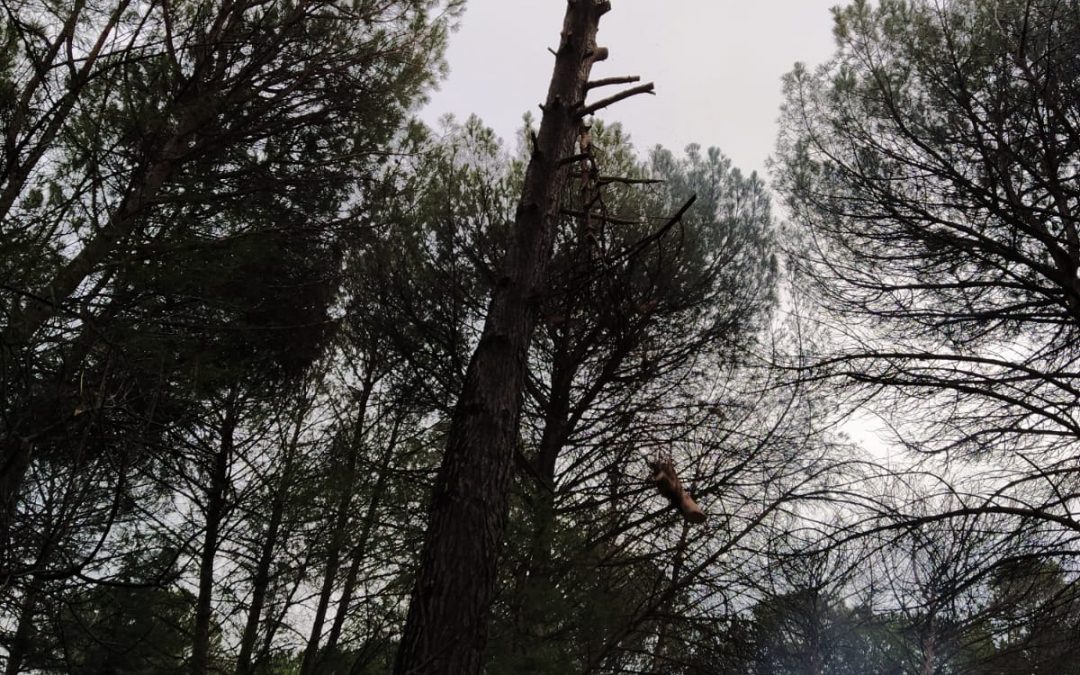 Podas y talas varias foto 19