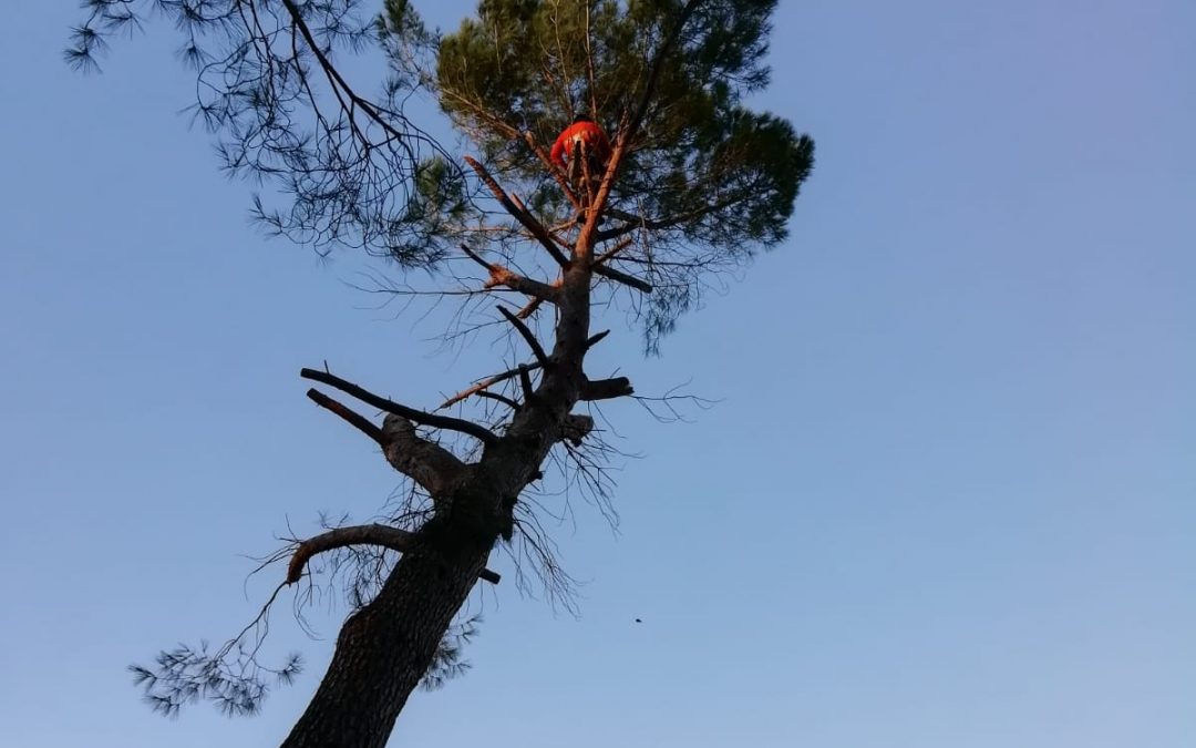 Podas y talas varias foto 18