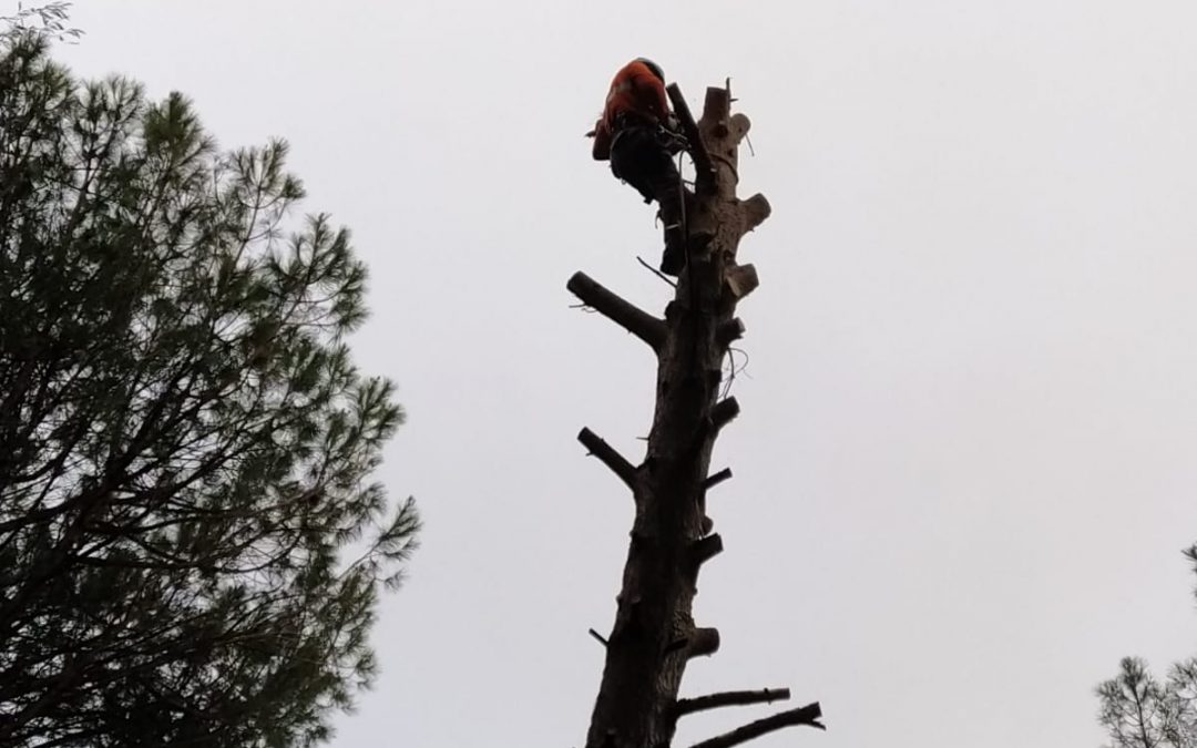 Podas y talas varias foto 17