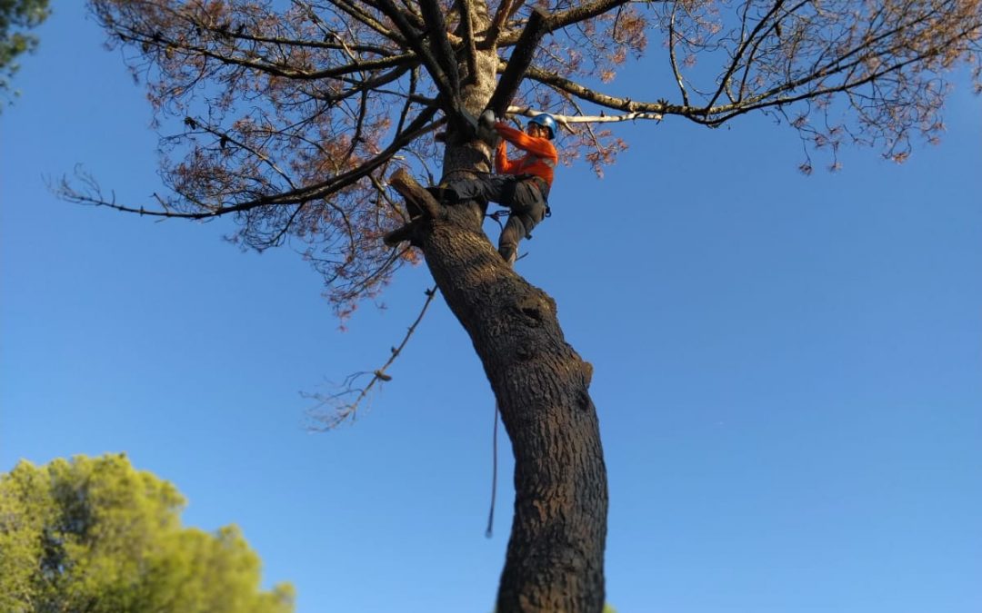 Podas y talas varias foto 16