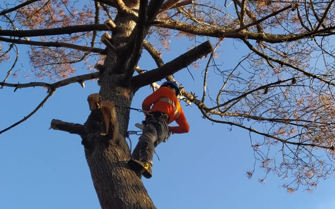 Podas y talas varias foto 15