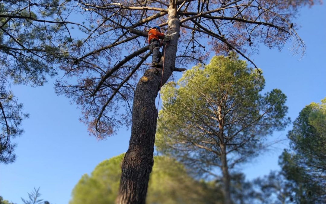 Podas y talas varias foto 14