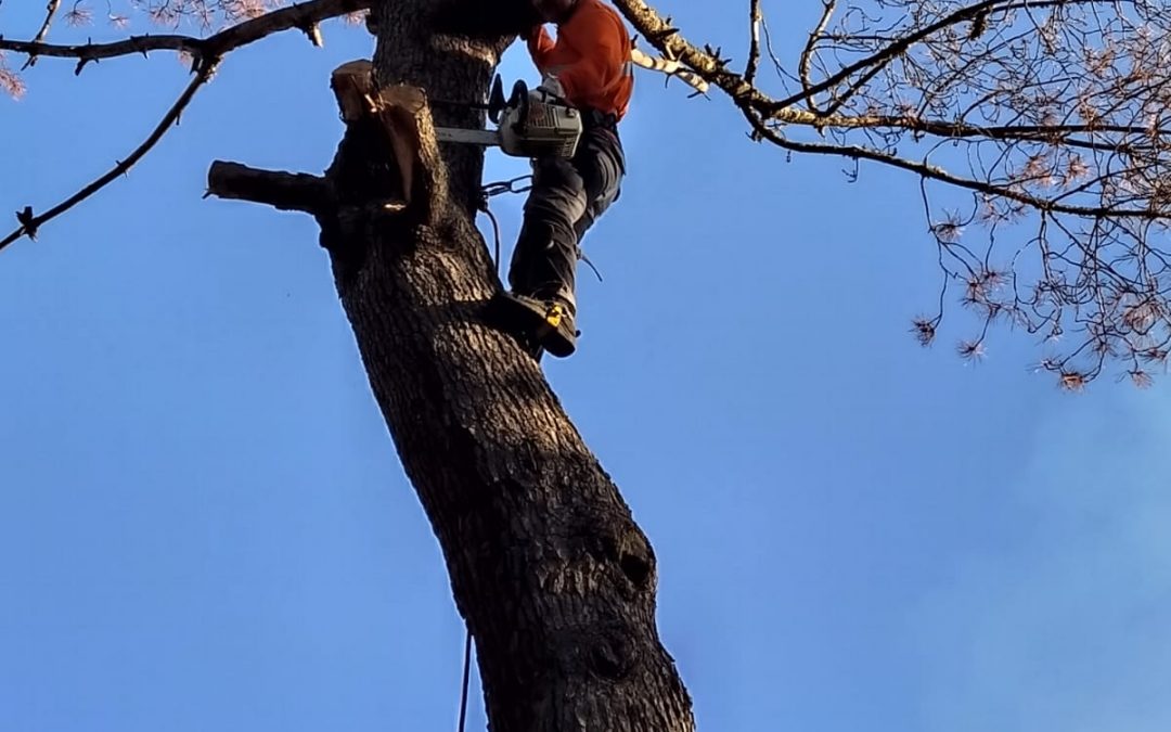 Podas y talas varias foto 13