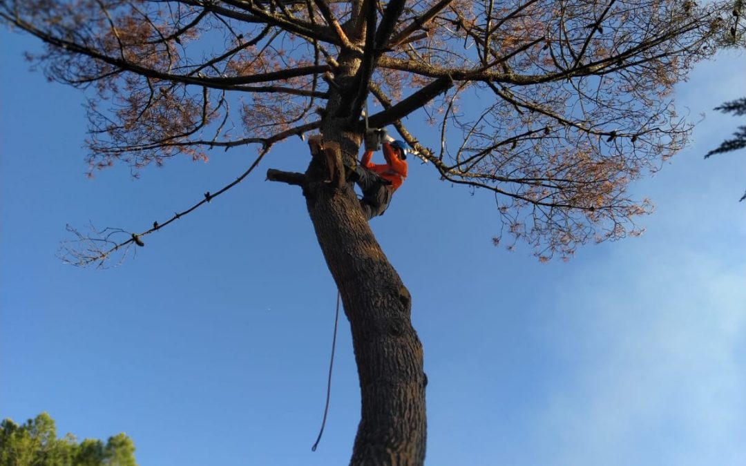 Podas y talas varias foto 12