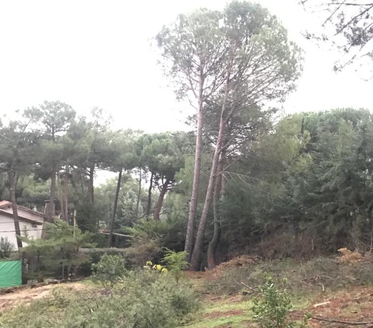 Podas y talas varias foto 11