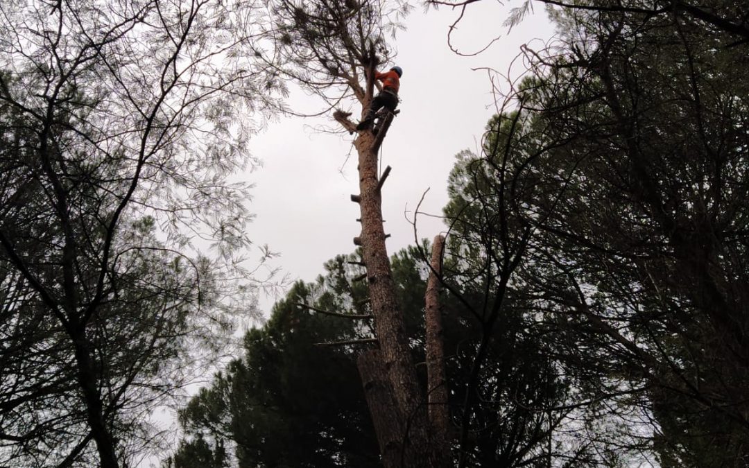 Podas y talas varias foto 10