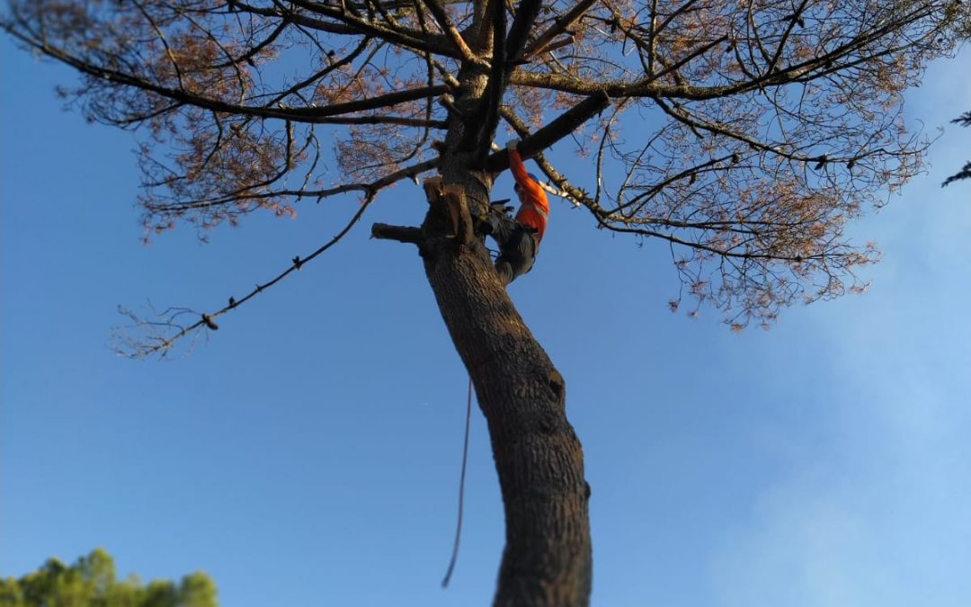 Podas y talas varias foto 9