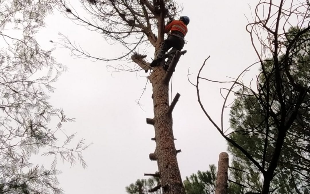 Podas y talas varias foto 8