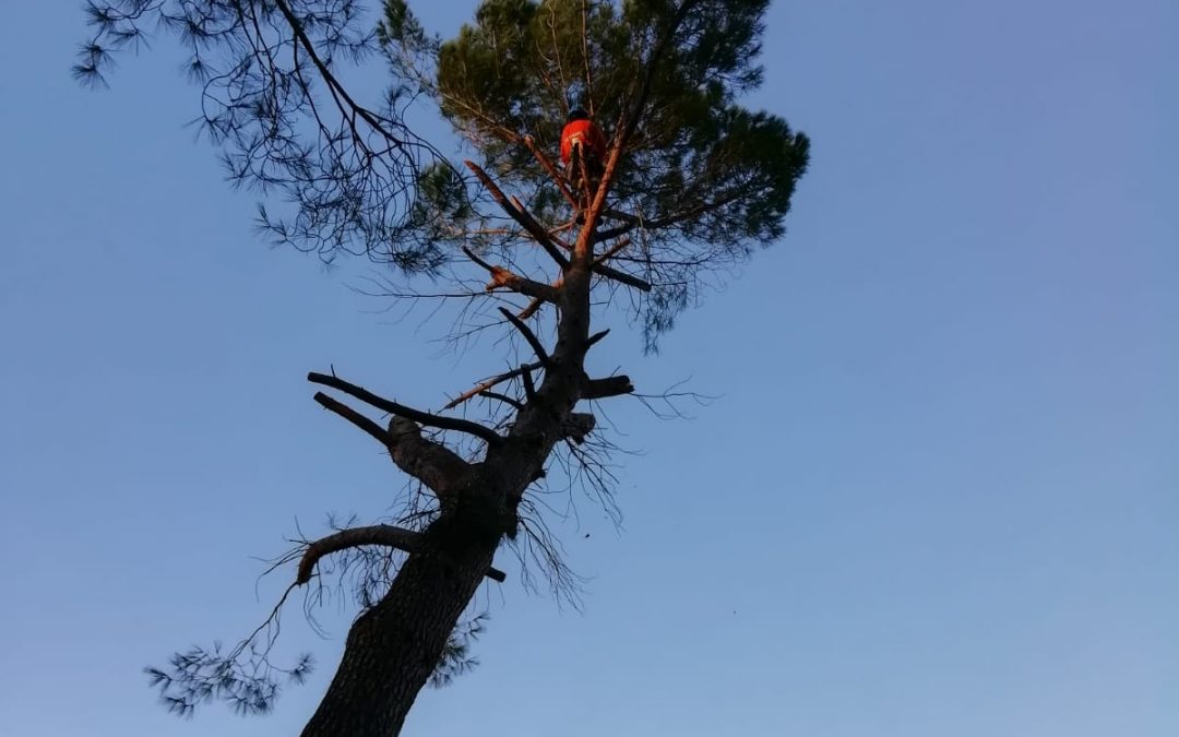 Podas y talas varias foto 7