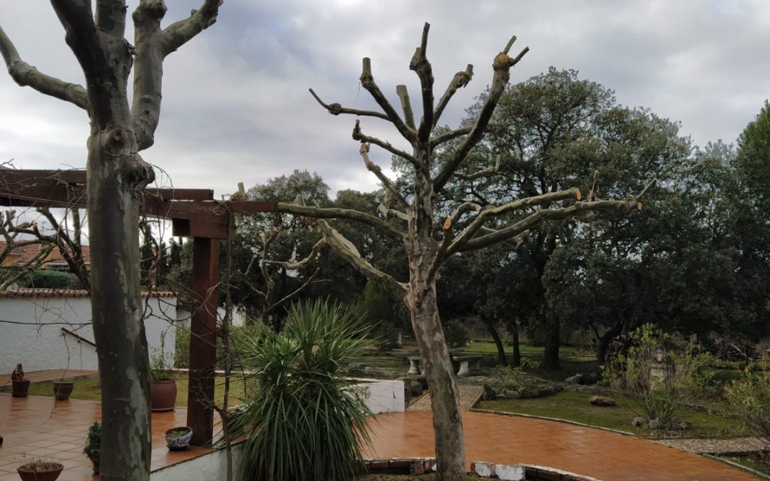 Podas y talas varias foto 6