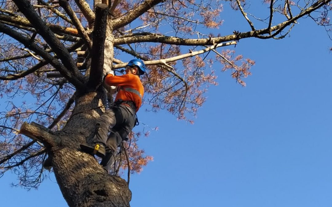 Podas y talas varias foto 5