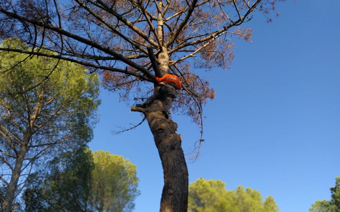 Podas y talas varias foto 4