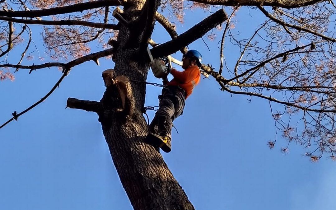 Podas y talas varias foto 3