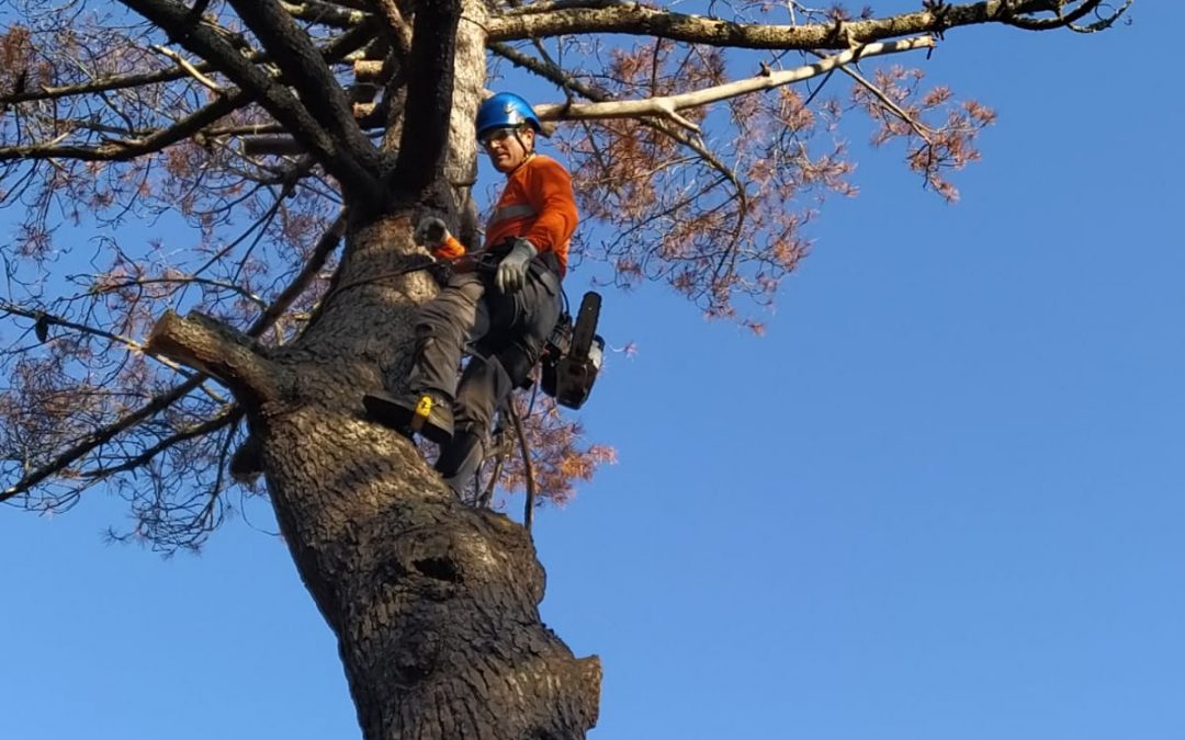 Podas y talas varias foto 2