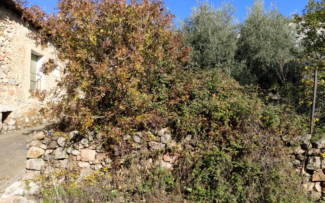 Desbroce y limpieza de fincas  foto 10