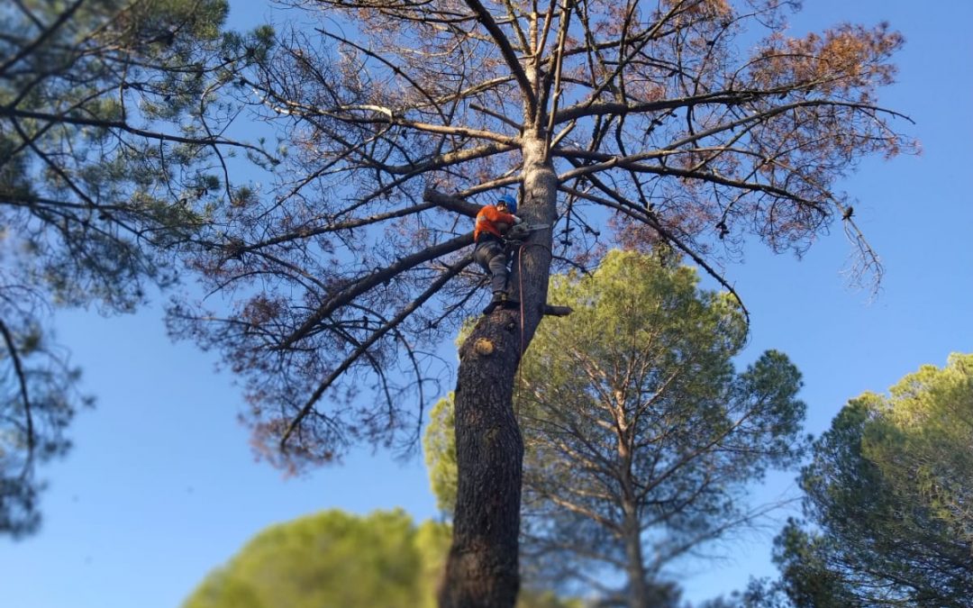 Podas y talas varias foto 1