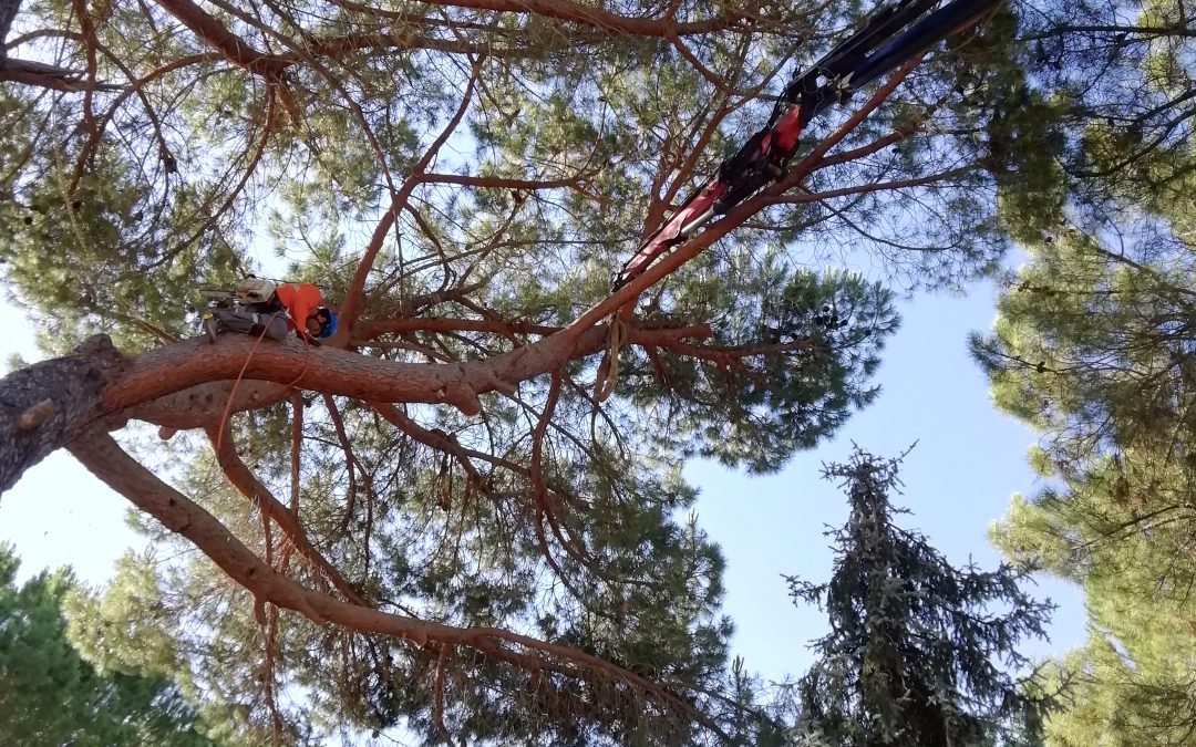 Poda y tala con grúa foto 4