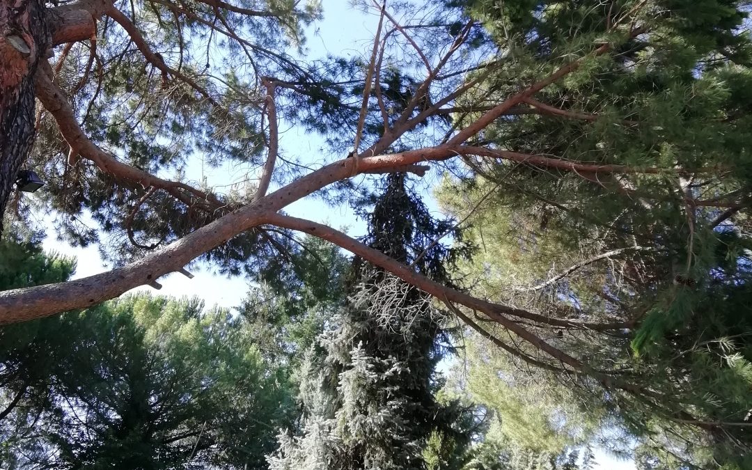 Poda y tala con grúa foto 5