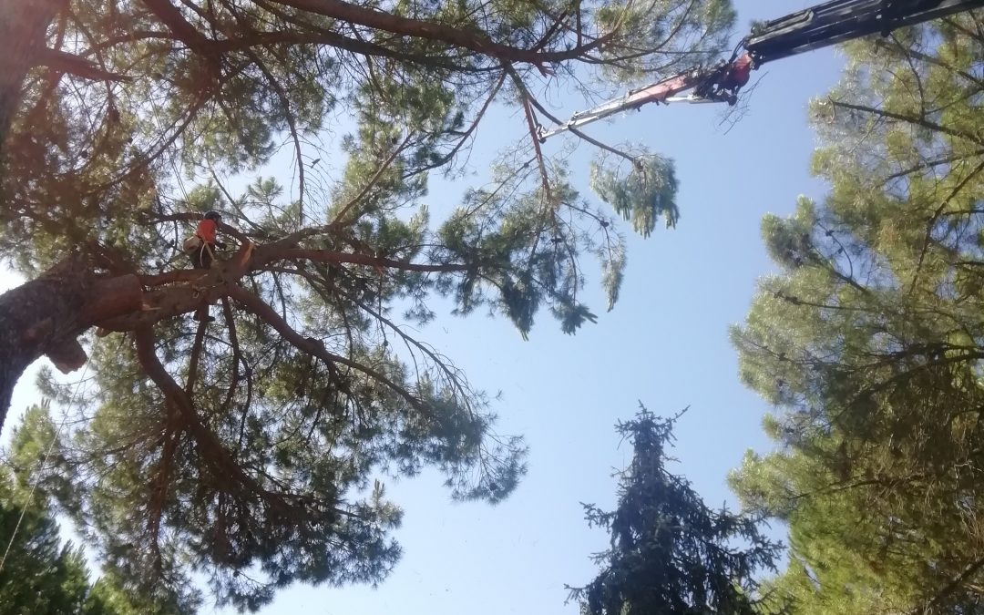 Poda y tala con grúa foto 6
