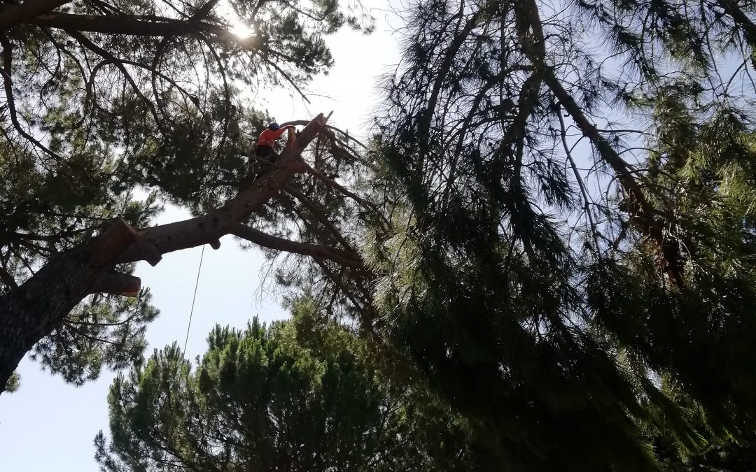 Poda y tala con grúa foto 7