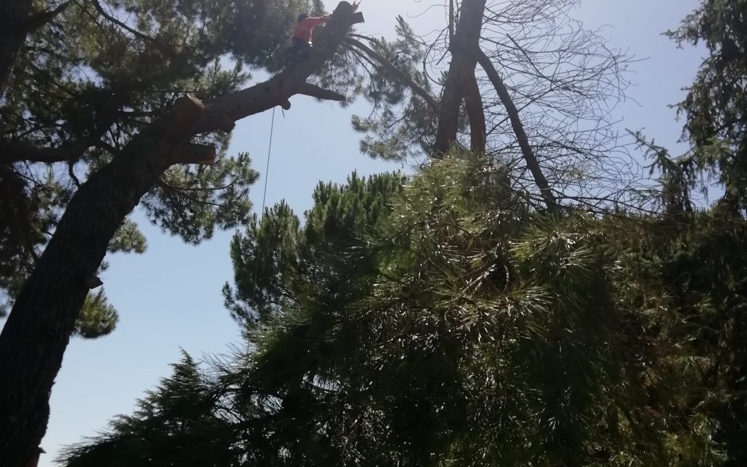 Poda y tala con grúa foto 8