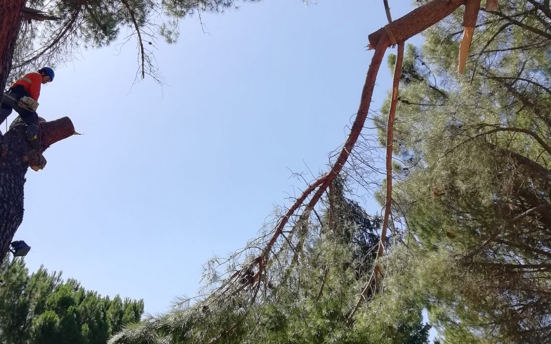 Poda y tala con grúa foto 9