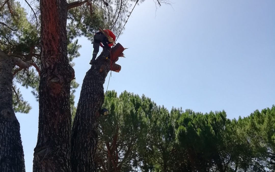 Poda y tala con grúa foto 10