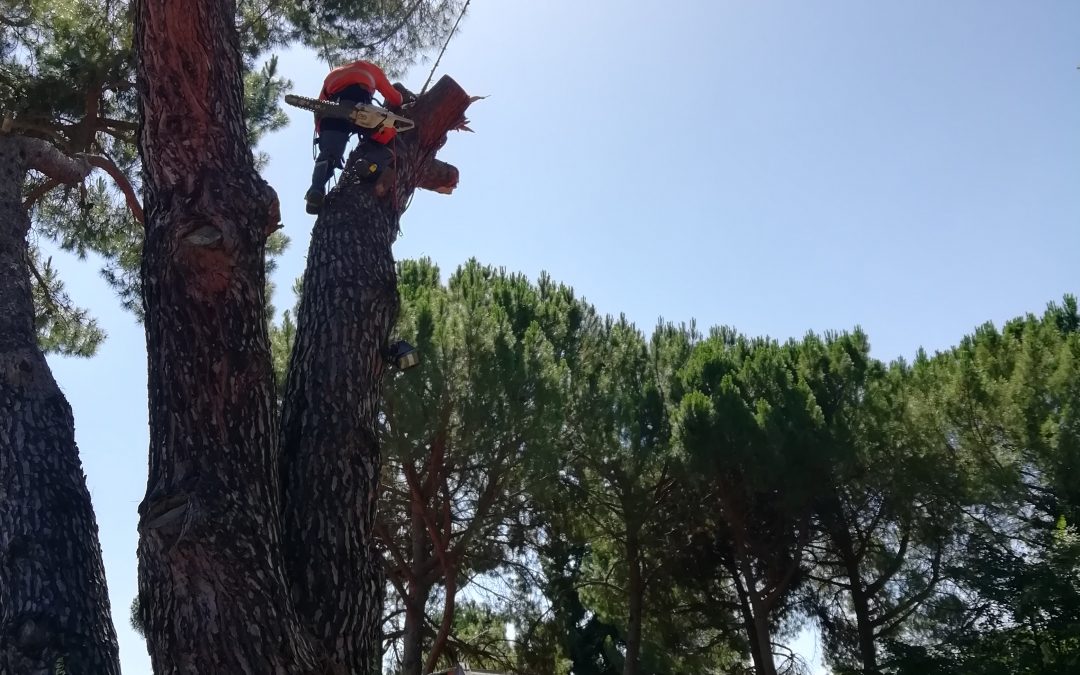 Poda y tala con grúa foto 11