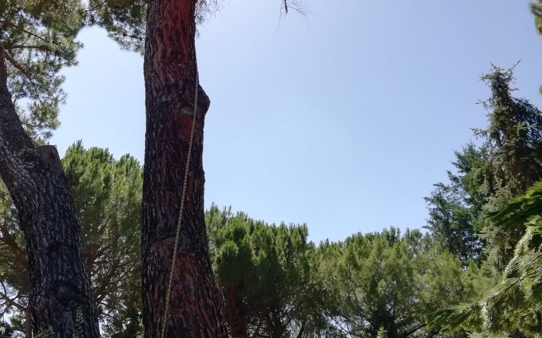 Poda y tala con grúa foto 13