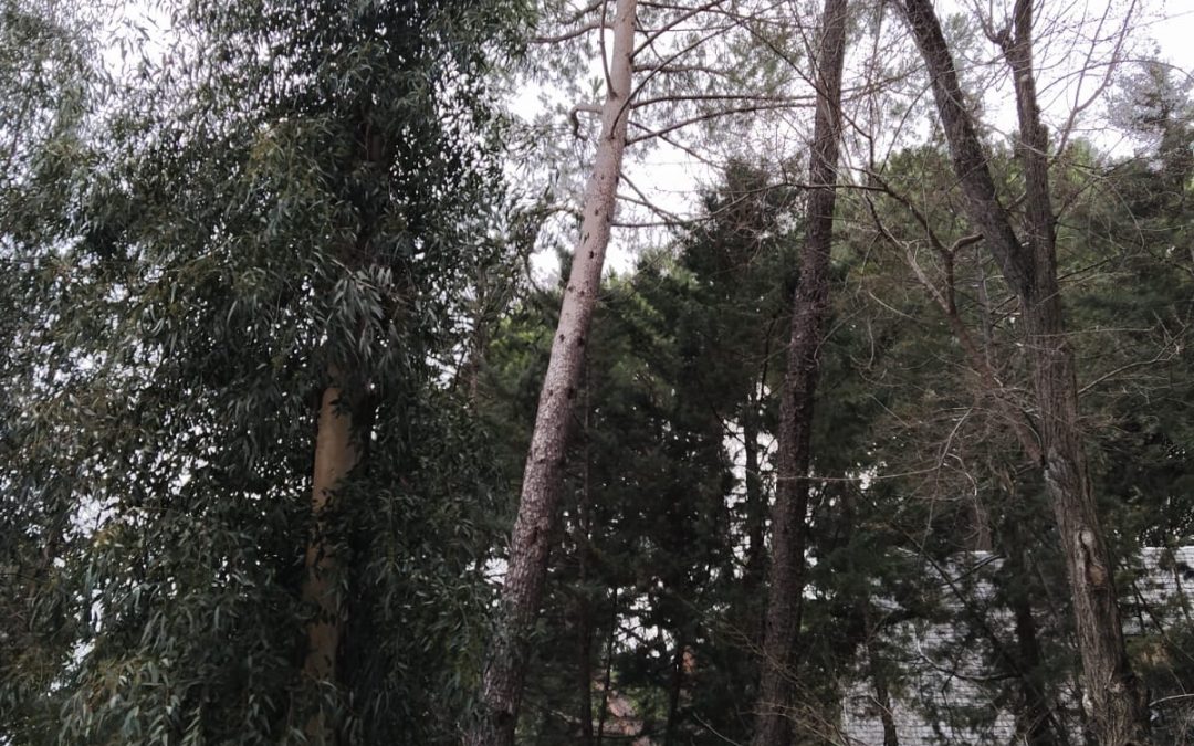 Tala de pino negral en parcela (foto 1)