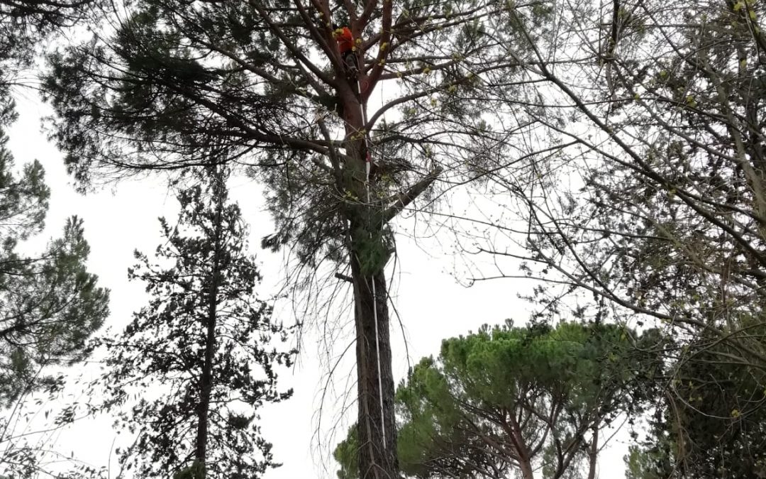 Poda y clareo de pino pinus-pinea (foto 1)