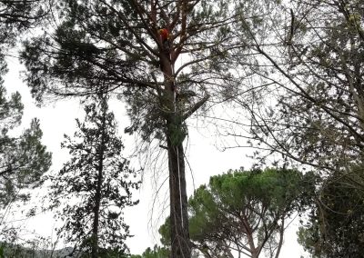 Poda y clareo de pino pinus-pinea (foto 1)