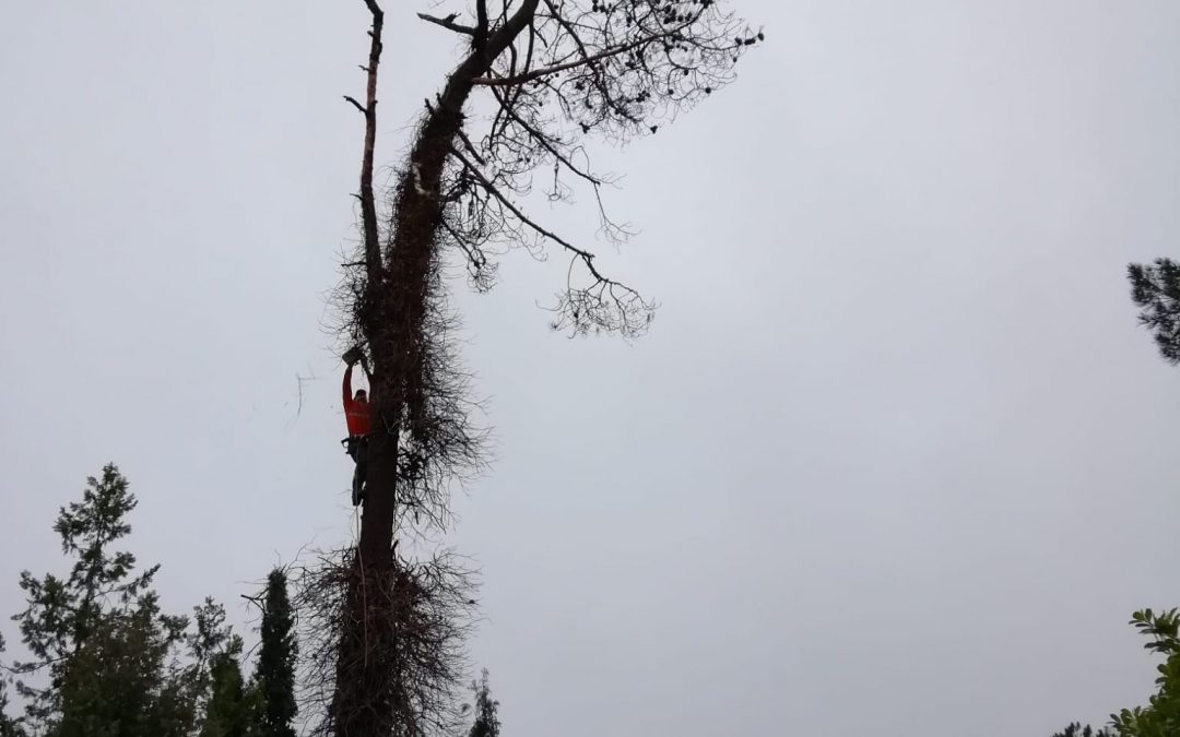 Tala controlada de pino negral seco (foto 1)