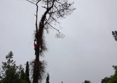 Tala controlada de pino negral seco (foto 1)