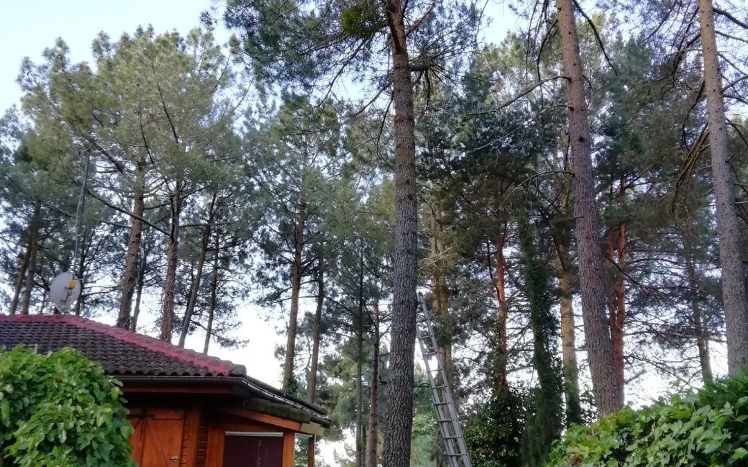 Tala en altura de pino negral (foto 1)