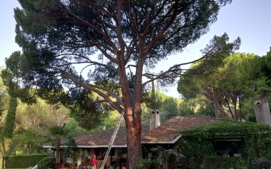 Poda en altura de pino «Pinus-pinea» (foto 1)