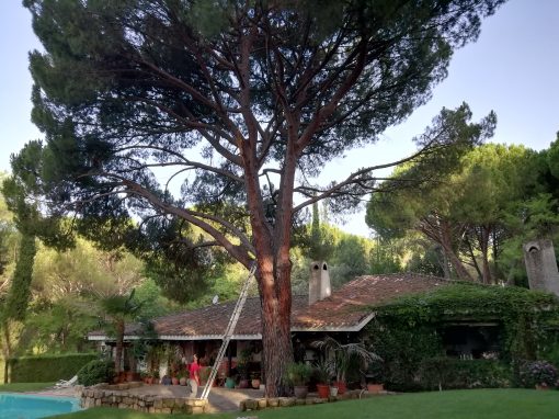 Poda en altura de pino «Pinus-pinea» (foto 1)
