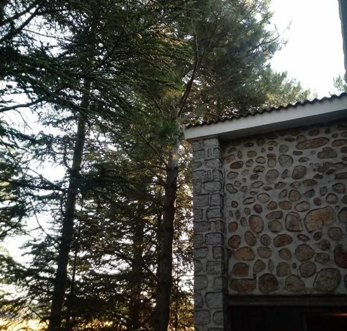 Tala controlada de pino negral (foto 1)