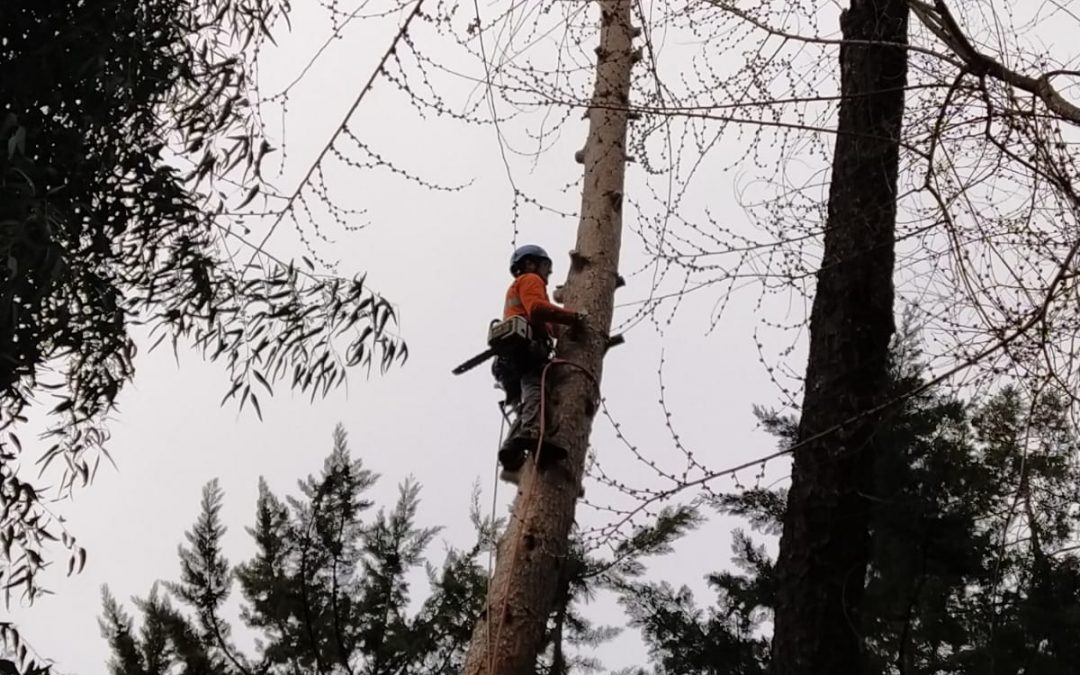 Tala de pino negral en parcela (foto 2)