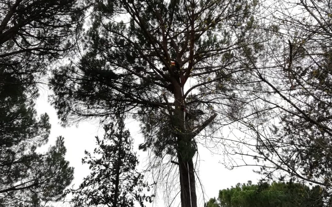 Poda y clareo de pino pinus-pinea (foto 2)