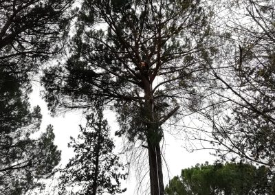 Poda y clareo de pino pinus-pinea (foto 2)
