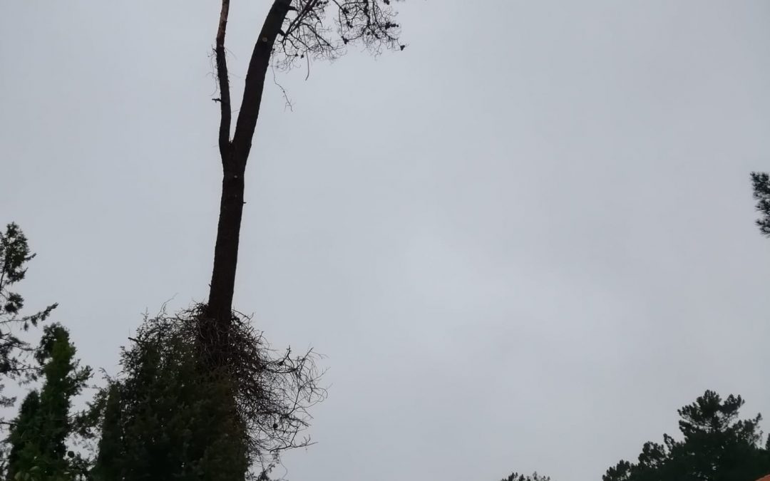 Tala controlada de pino negral seco (foto 2)