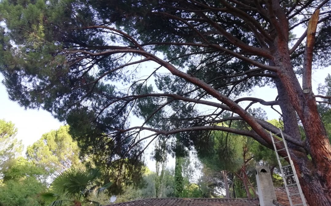 Poda en altura de pino «Pinus-pinea» (foto 2)