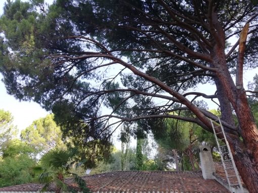 Poda en altura de pino «Pinus-pinea» (foto 2)