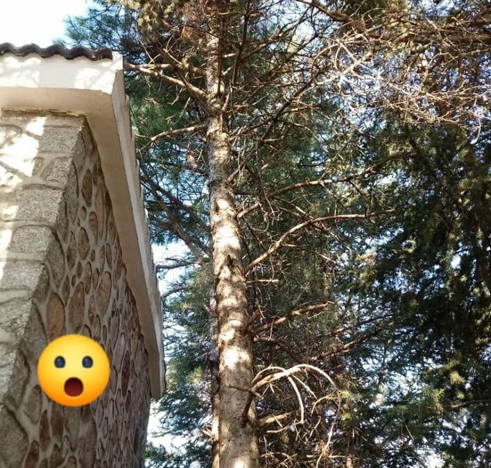 Tala controlada de pino negral (foto 2)