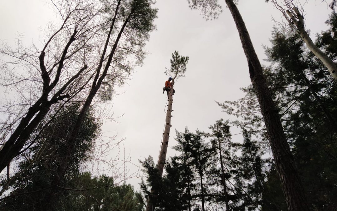 Tala de pino negral en parcela (foto 3)